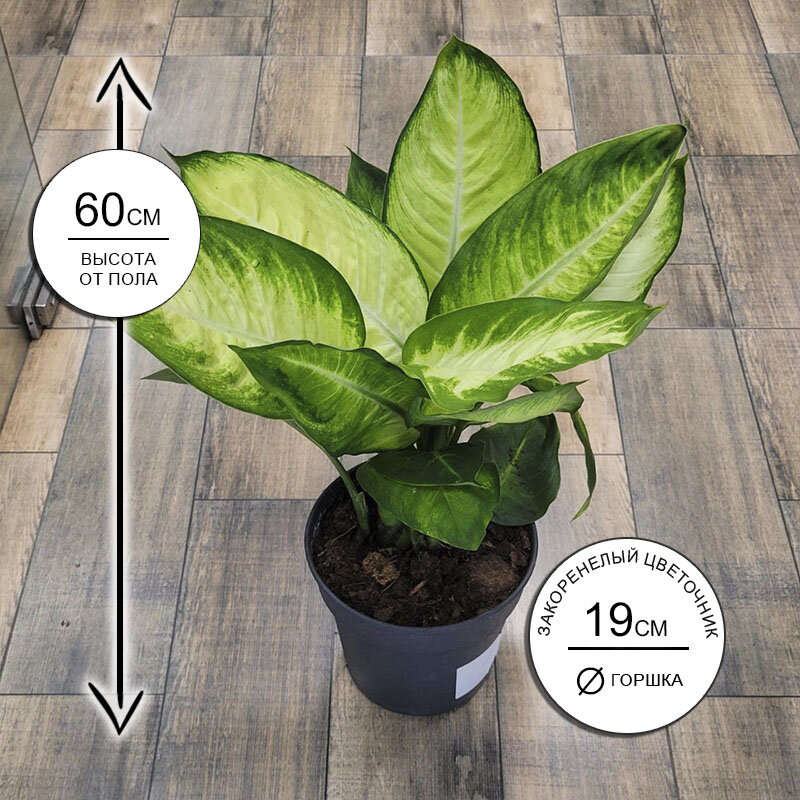 Диффенбахия Тропик Марианна 19*60 живое комнатное растение в горшке