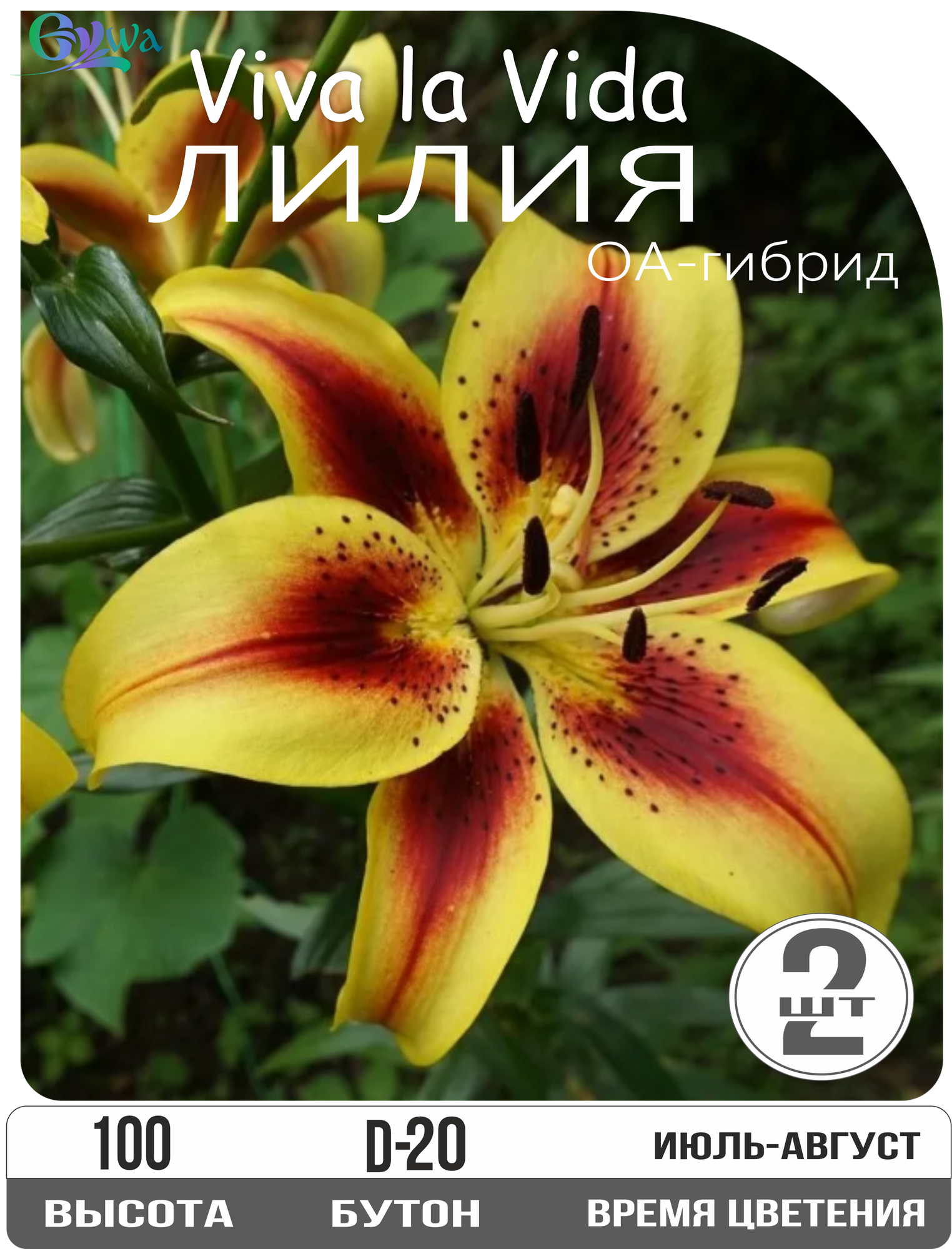 Лилия луковицы многолетние Вива ла Вида ОА-гибрид многолетние высота 100 см 2шт.