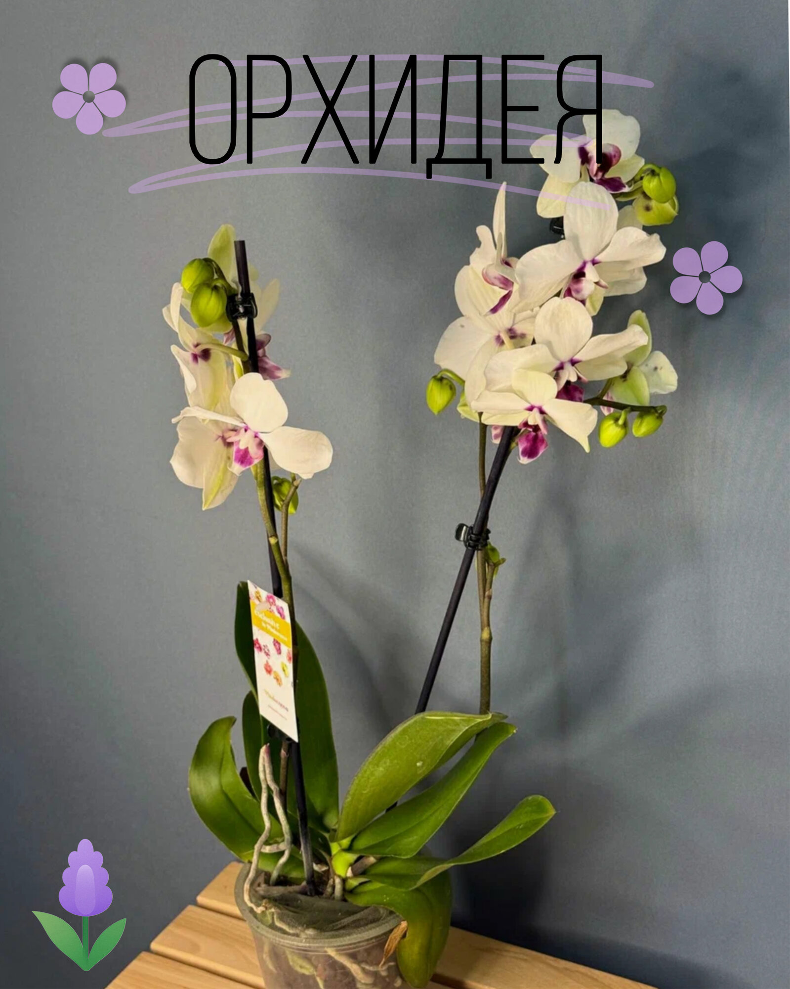 Орхидея Фаленопсис Миди 2 цветоноса (Phalaenopsis) — белоснежная элегантность с пурпурным акцентом