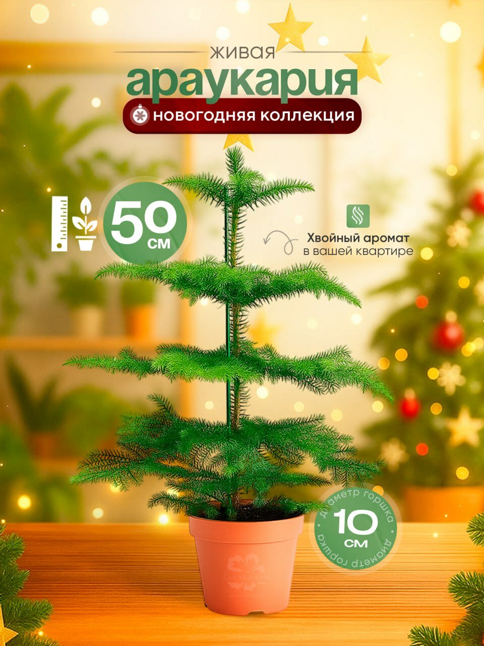 Араукария 50*10