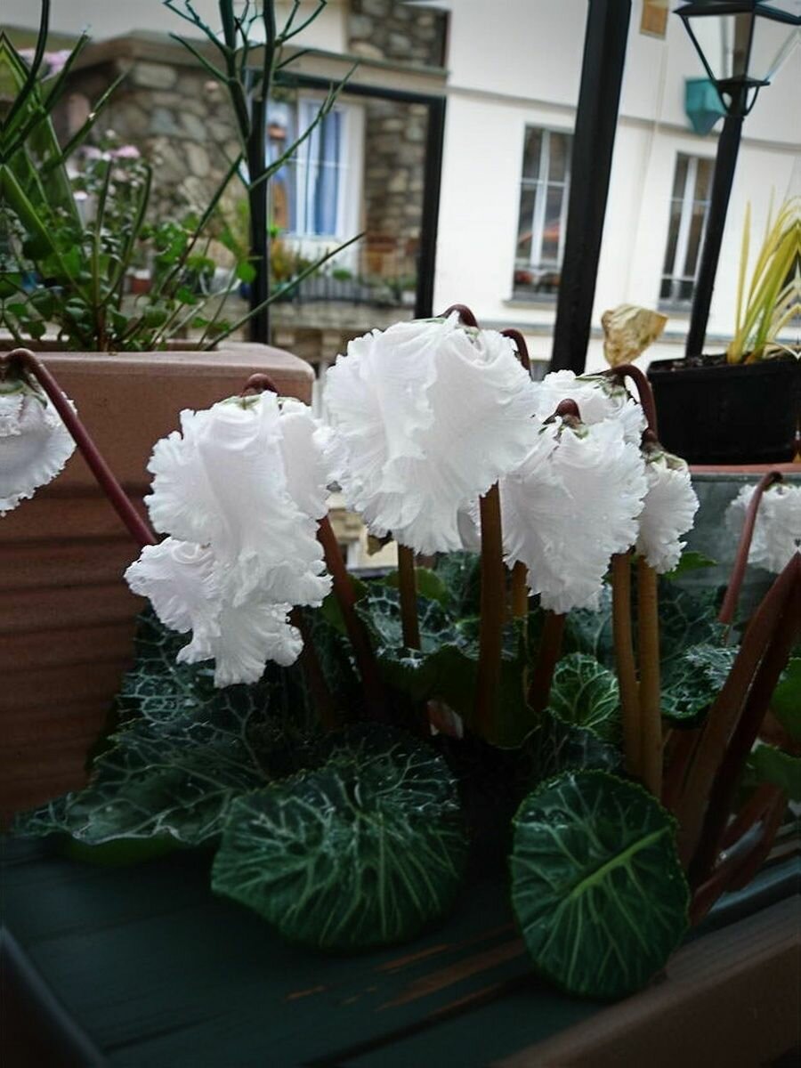 Цикламен сортовой семена