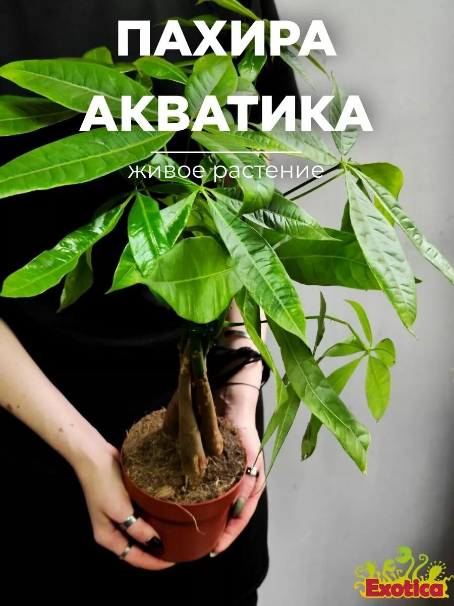 Пахира Акватика  или Денежное Дерево  Pachira Aquatica  D12см  живое комнатное растение