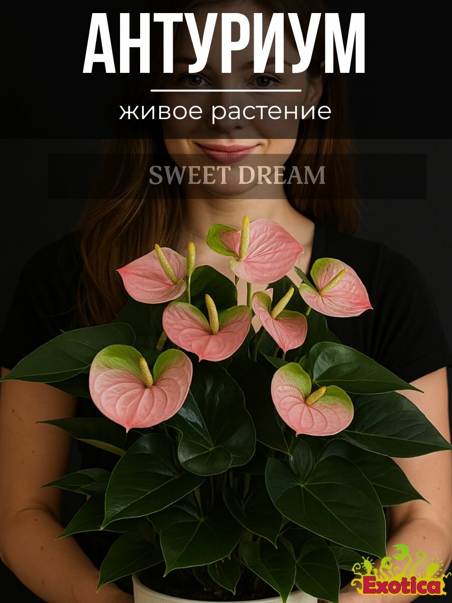 Антуриум Свит Дрим (Anthurium Sweet Dream) D9см или цветок Мужское Счастье