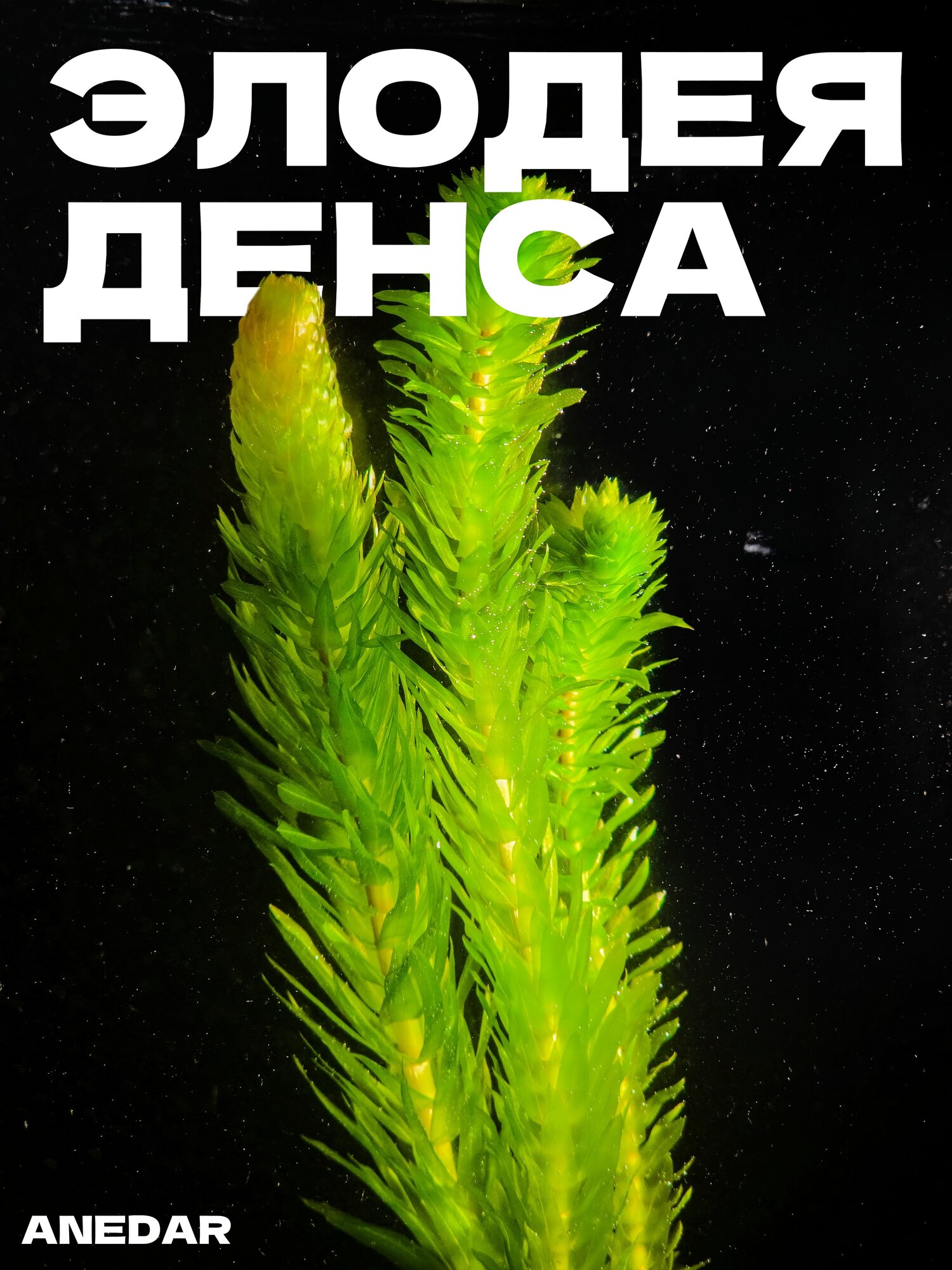 Элодея денса — растение для аквариума природный декор 2 шт