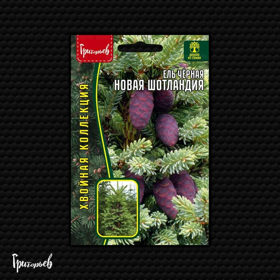 Семена Ель черная Новая Шотландия, элегантная неприхотливая красавица, 20 семян в упаковке