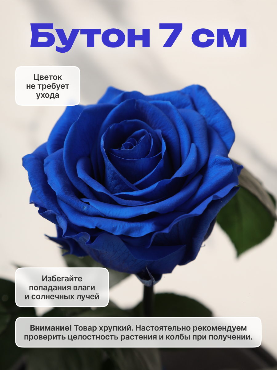 Роза в колбе живая, вечная, стабилизированная "M" 22см, подарок на 8 марта, на день рождения, на свадьбу, Синий — фото 1