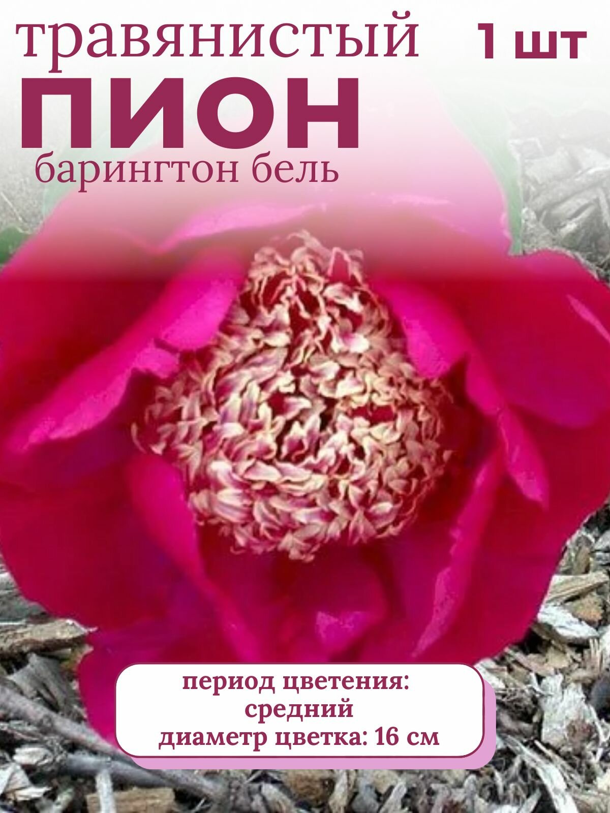 Пион травянистый многолетние цветы 1 шт