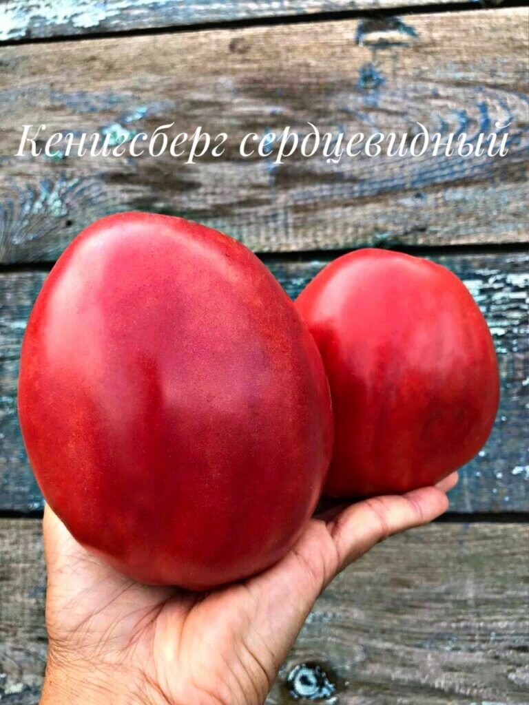 Кенигсберг сердцевидный. Семена томатов. 10 семян