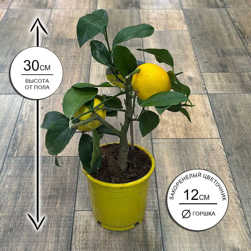 Цитрус Лимон на штамбе 12*30 живое комнатное растение в горшке