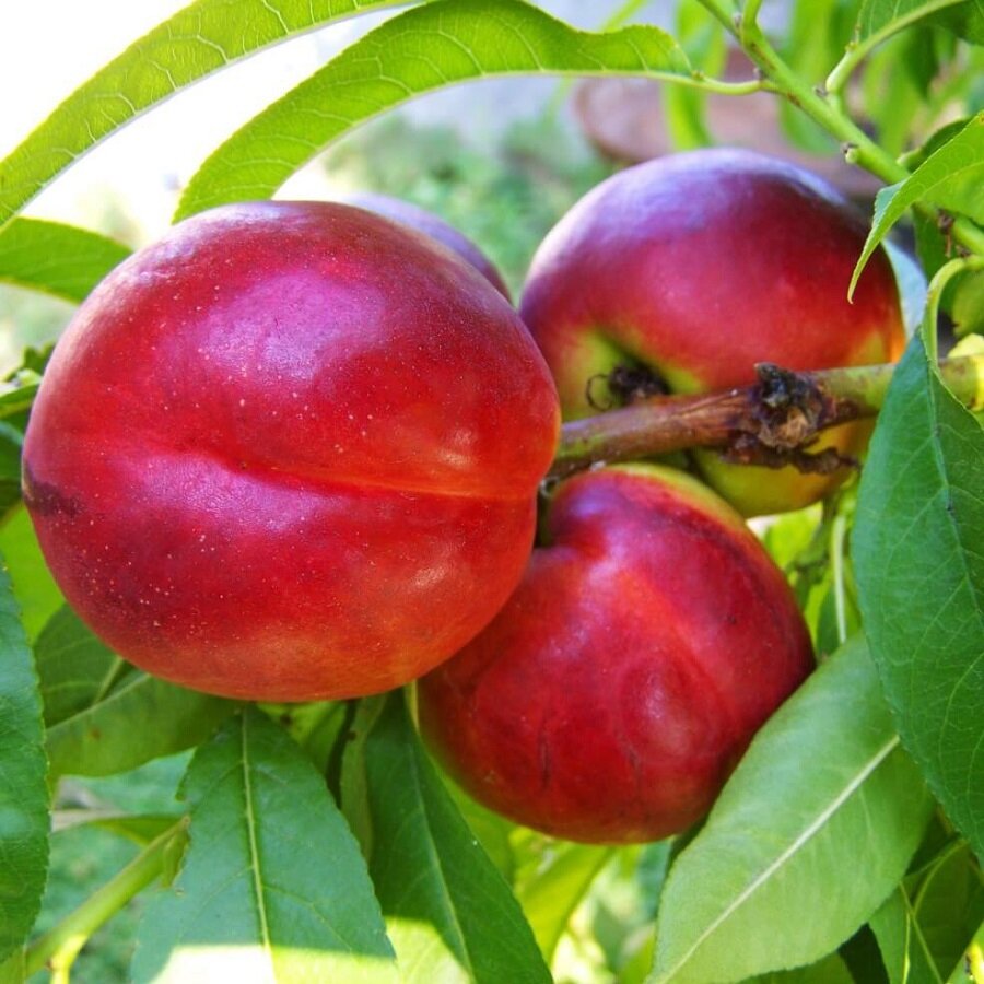 Семена Deodar SEEDS COMPANY Нектарин красный большой 5 шт.