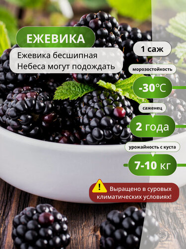 Изображение товара Ежевика Небеса могут подождать / 1 шт, ежевики, морозостойкий сорт