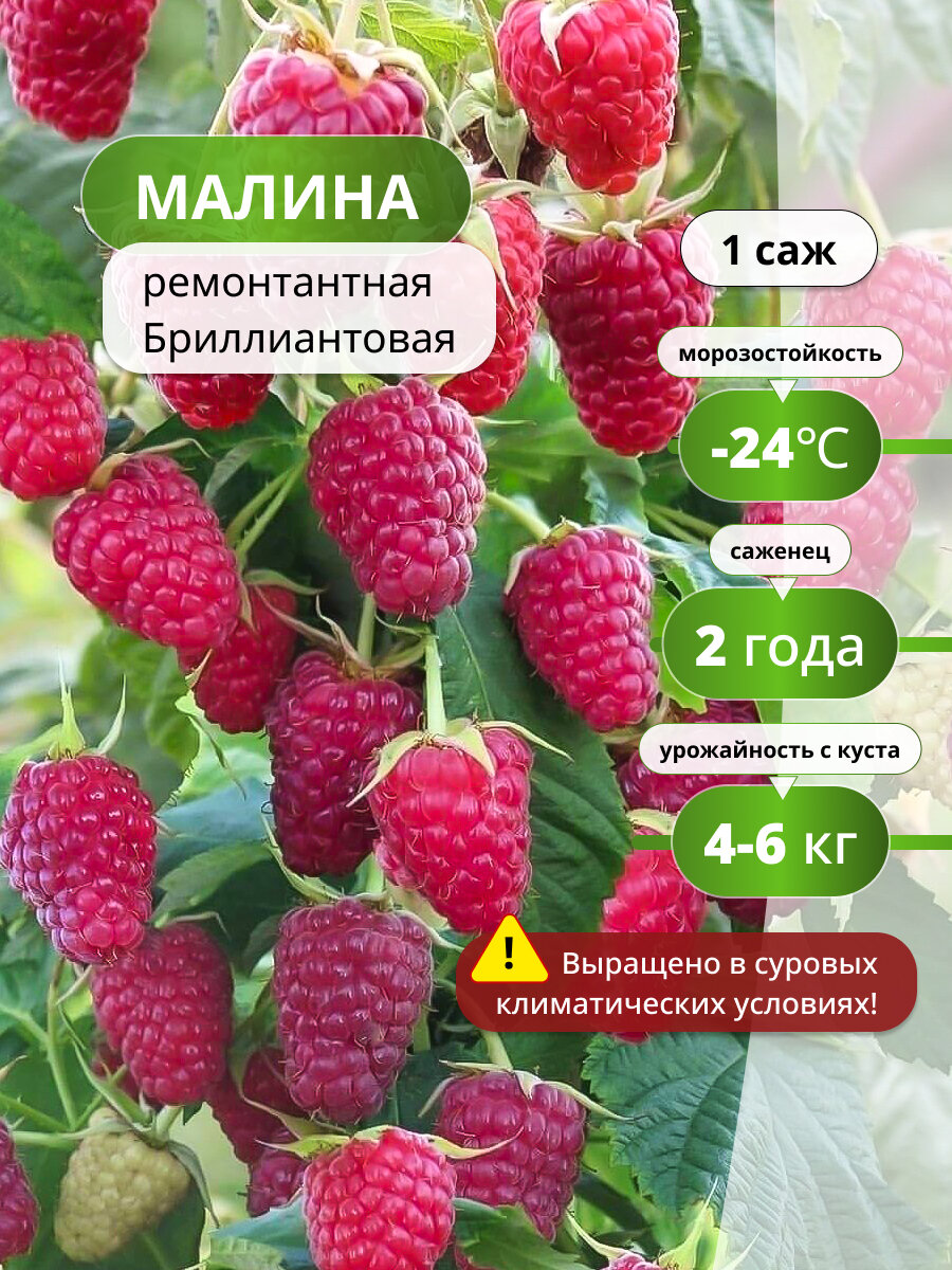 Малина ремонтантная Бриллиантовая / 1 шт, саженец малины, красный
