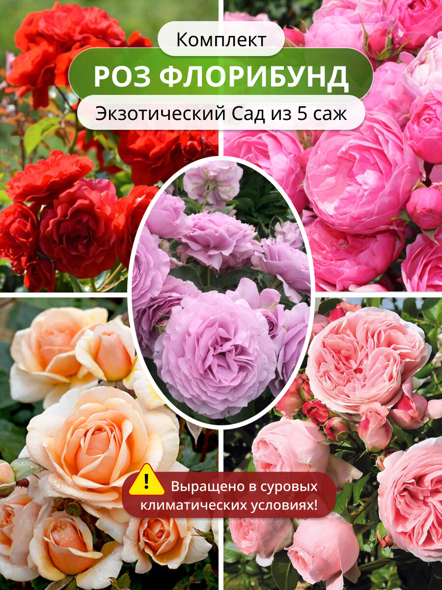 Комплект роз флорибунд Экзотический Сад из 5 саженцев / саженцы роз