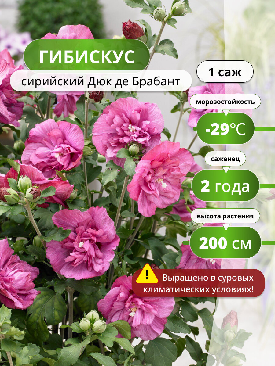 Гибискус сирийский Дюк де Брабант, саженец гибискуса, цветущий кустарник