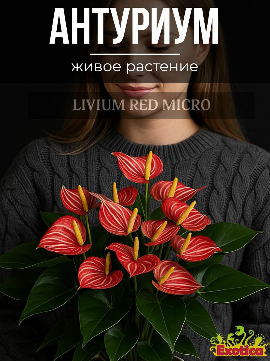 Антуриум Ливиум Ред Микро D9см, или цветок Мужское Счастье