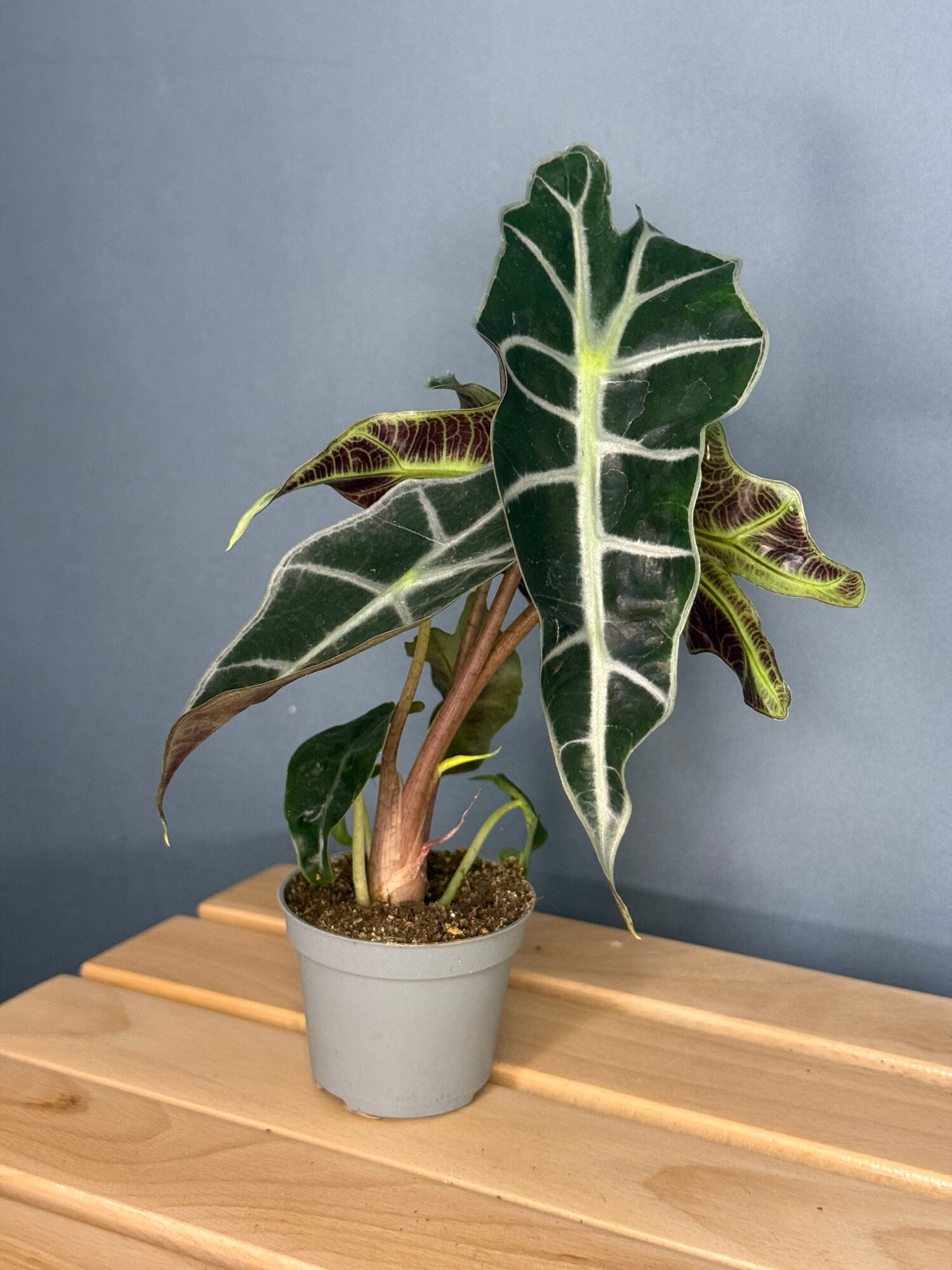 Алоказия «Мини Полли» (Alocasia amazonica ‘Polly’) — крошечное экзотическое украшение для вашего дома