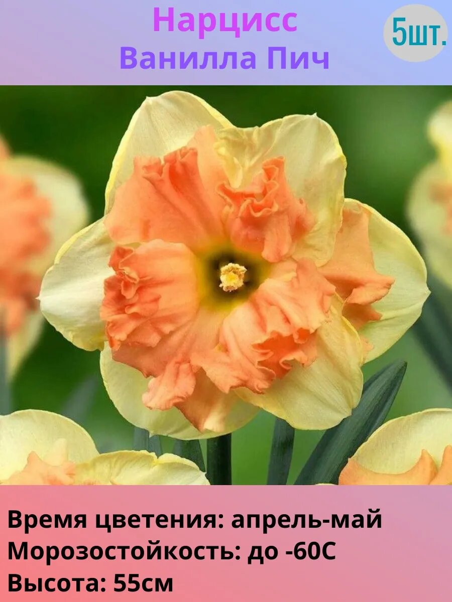 Нарциссы многолетние луковицы 5 штук