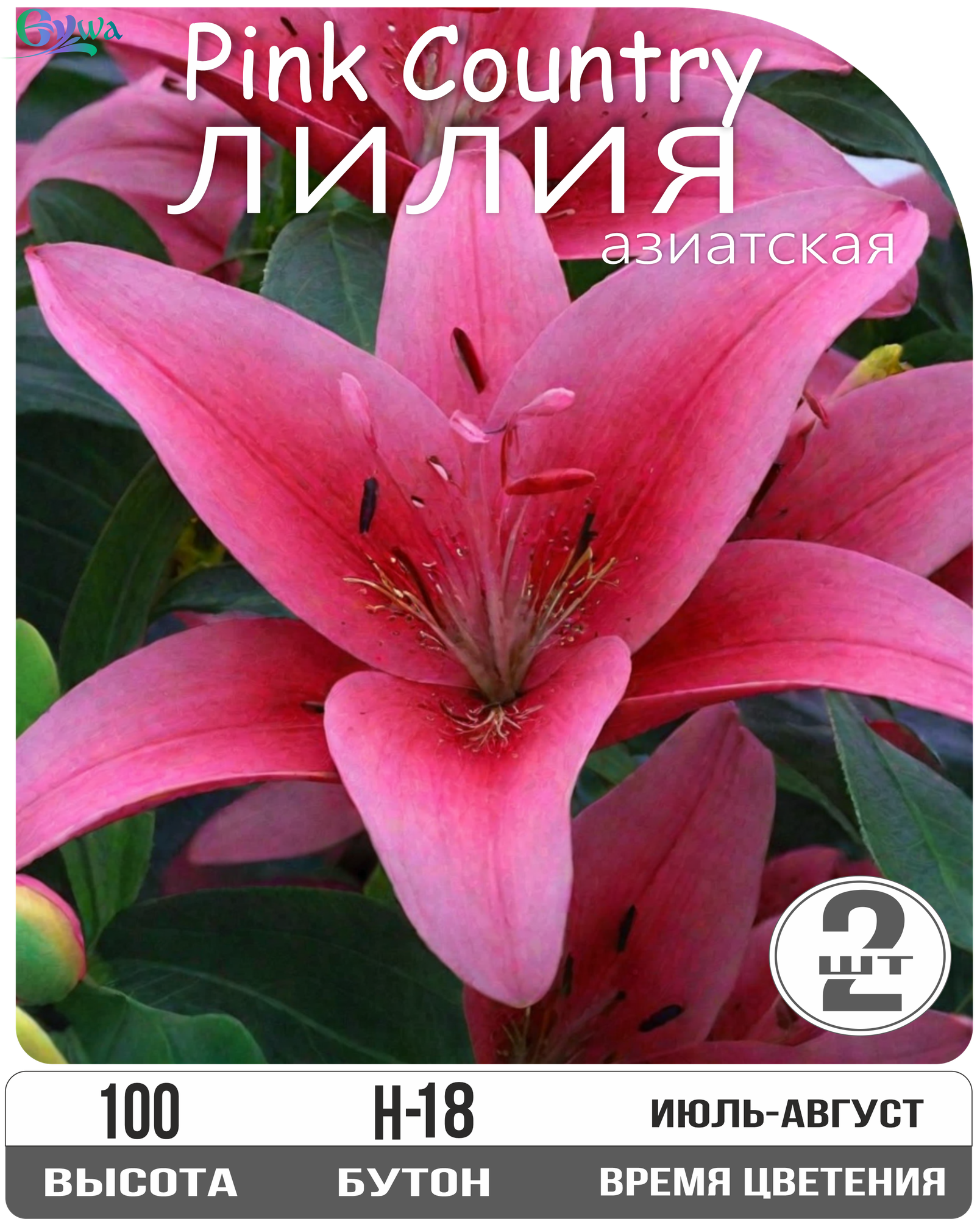 Лилия Луковица Пинк Каунти азиатская высота 100см. розовый 2шт