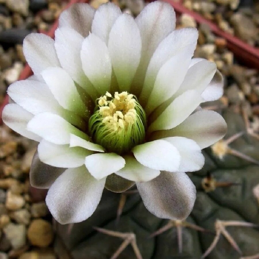 Семена Deodar SEEDS COMPANY Кактус Gymnocalycium riojense ssp. paucispinum v. platygonum VG-065 10 шт.