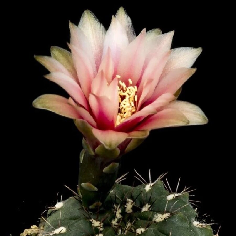 Семена Deodar SEEDS COMPANY Кактус Gymnocalycium terweemeanum 10 шт.
