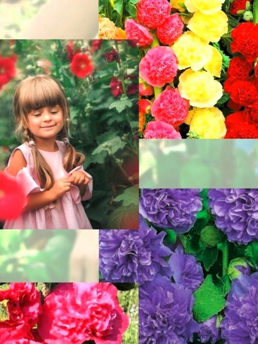 Семена цветов многолетних Шток-роза, Мальва — фото 1