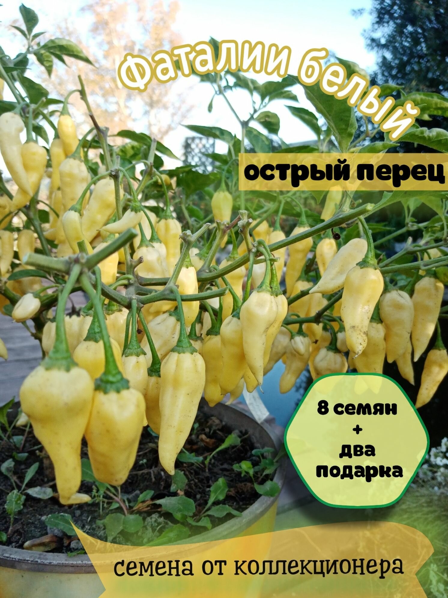 Перец острый 