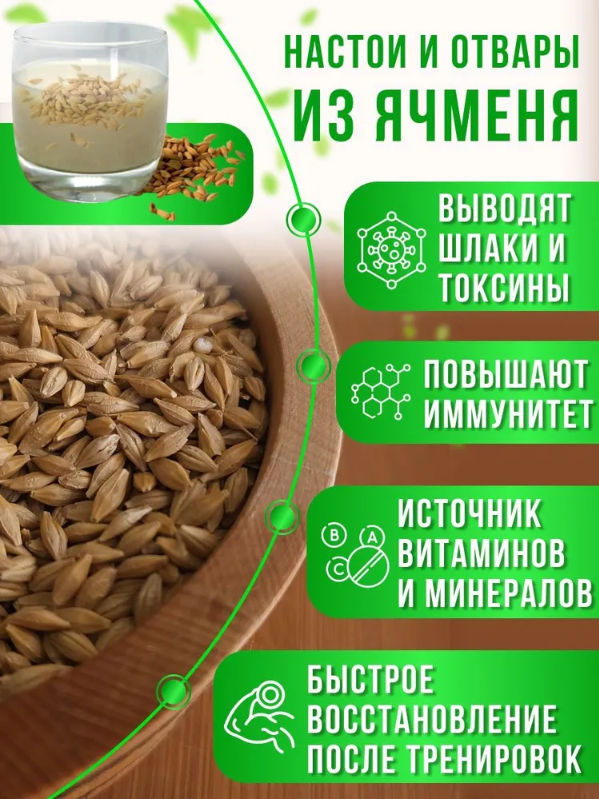 Ячмень для проращивания 1 кг. Эко продукт Краснодарского края - фотография № 3