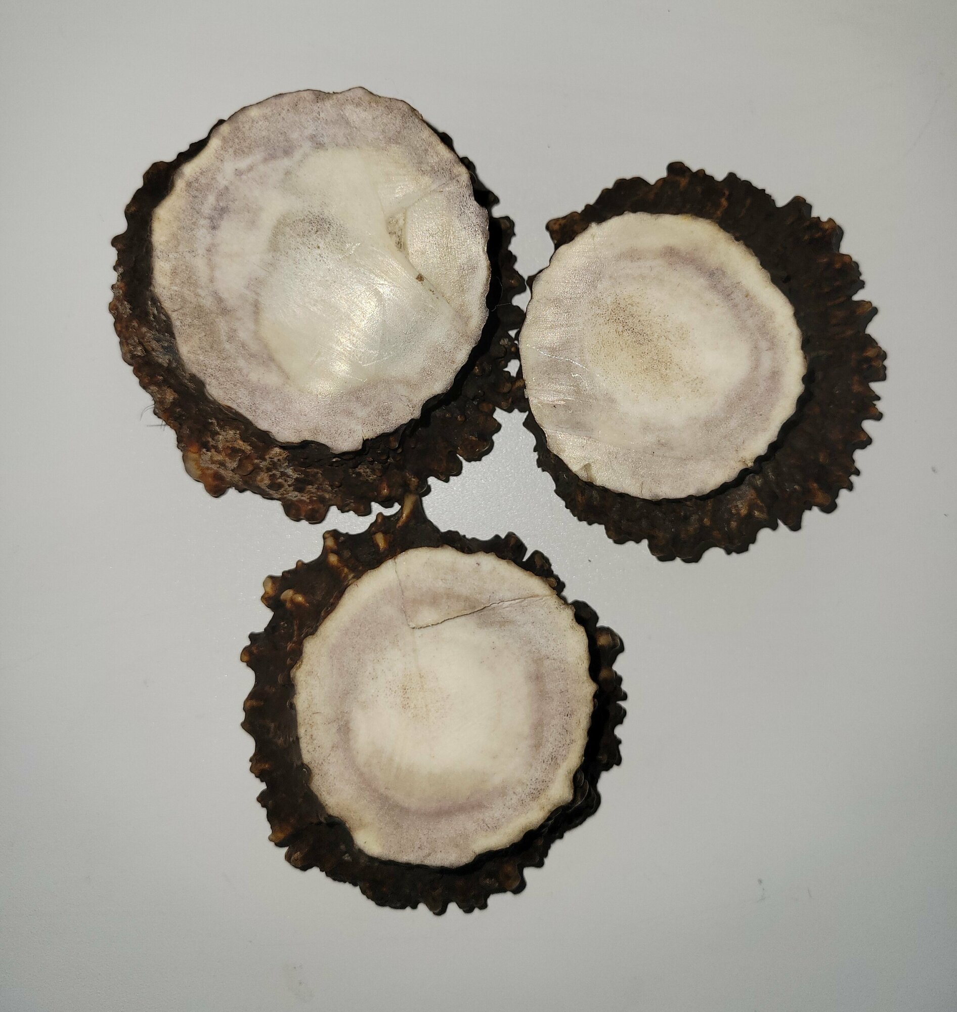 Заготовка из рога лося без пор для резьбы 1 шт. размер не менее 50 мм