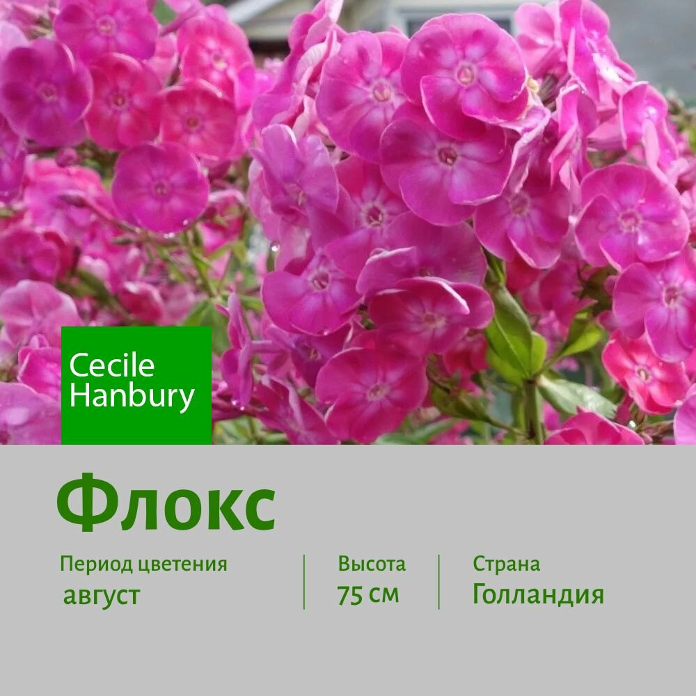 Флокс Сесиль Хенбери (Cecile Hanbury) саженец корень для посадки 1 шт сотка