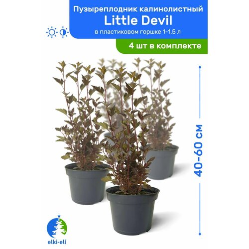 Пузыреплодник калинолистный Little Devil (Литтл Девил) 40-60 см в пластиковом горшке 1-1,5 л, саженец, лиственное живое растение, комплект из 4 шт