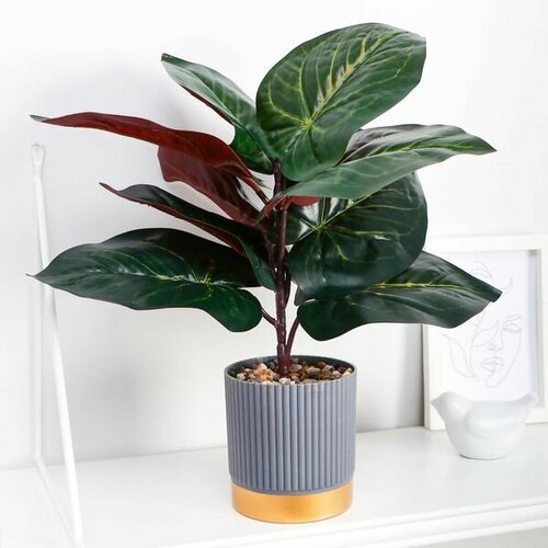 Растение в горшке Алоказия экстра галант 95х26см 1495₽