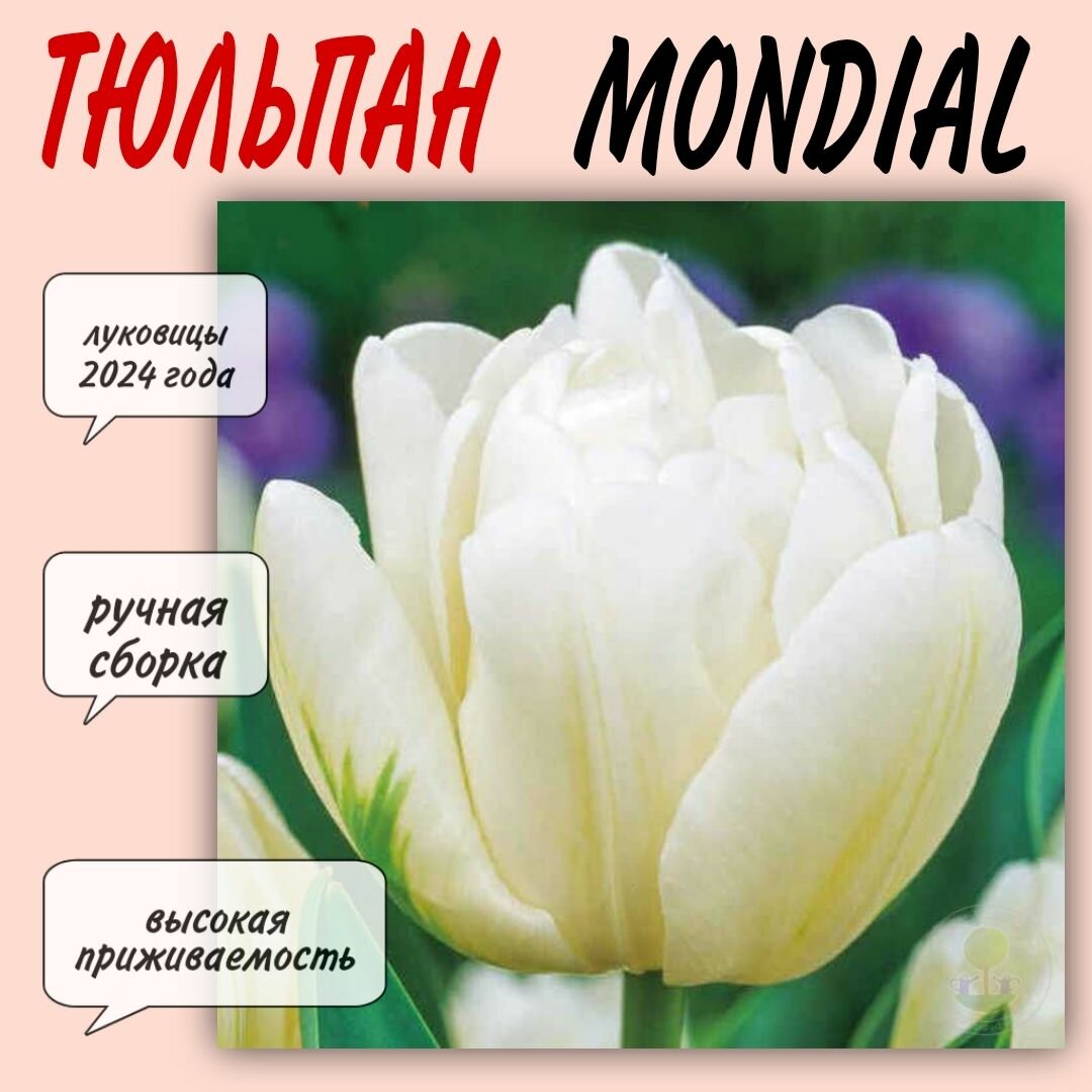 Луковицы тюльпана, сорт "Mondial", 5 шт