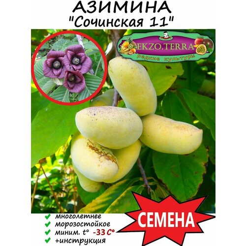 Семена Азимина 