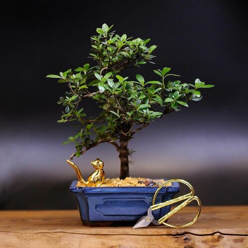 Бонсай Азалия с ножницами, 34см, 10 лет