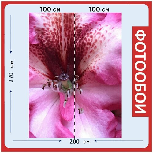 Фотообои Рододендрон розовый цветок 200x270 см флизелиновыена стену 2980₽