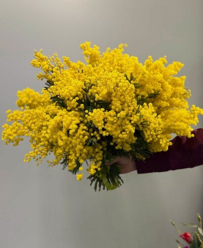 Изображение товара Букет из мимозы wowflo, монобукет, высота 50см, 15 желтых мимоз