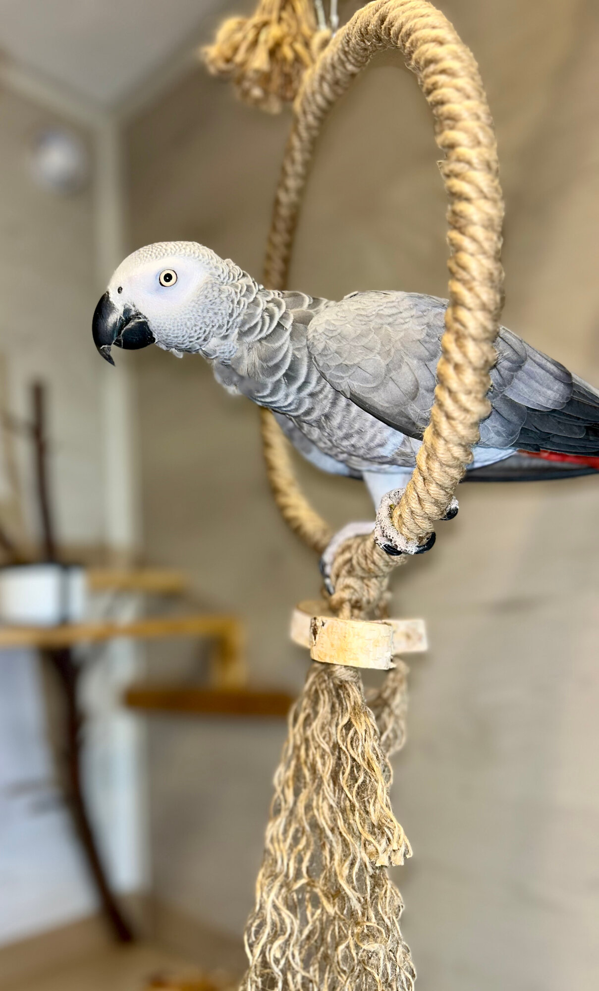 Игрушка для попугая - Большое джутовое кольцо с березовыми подвесными игрушками качелька