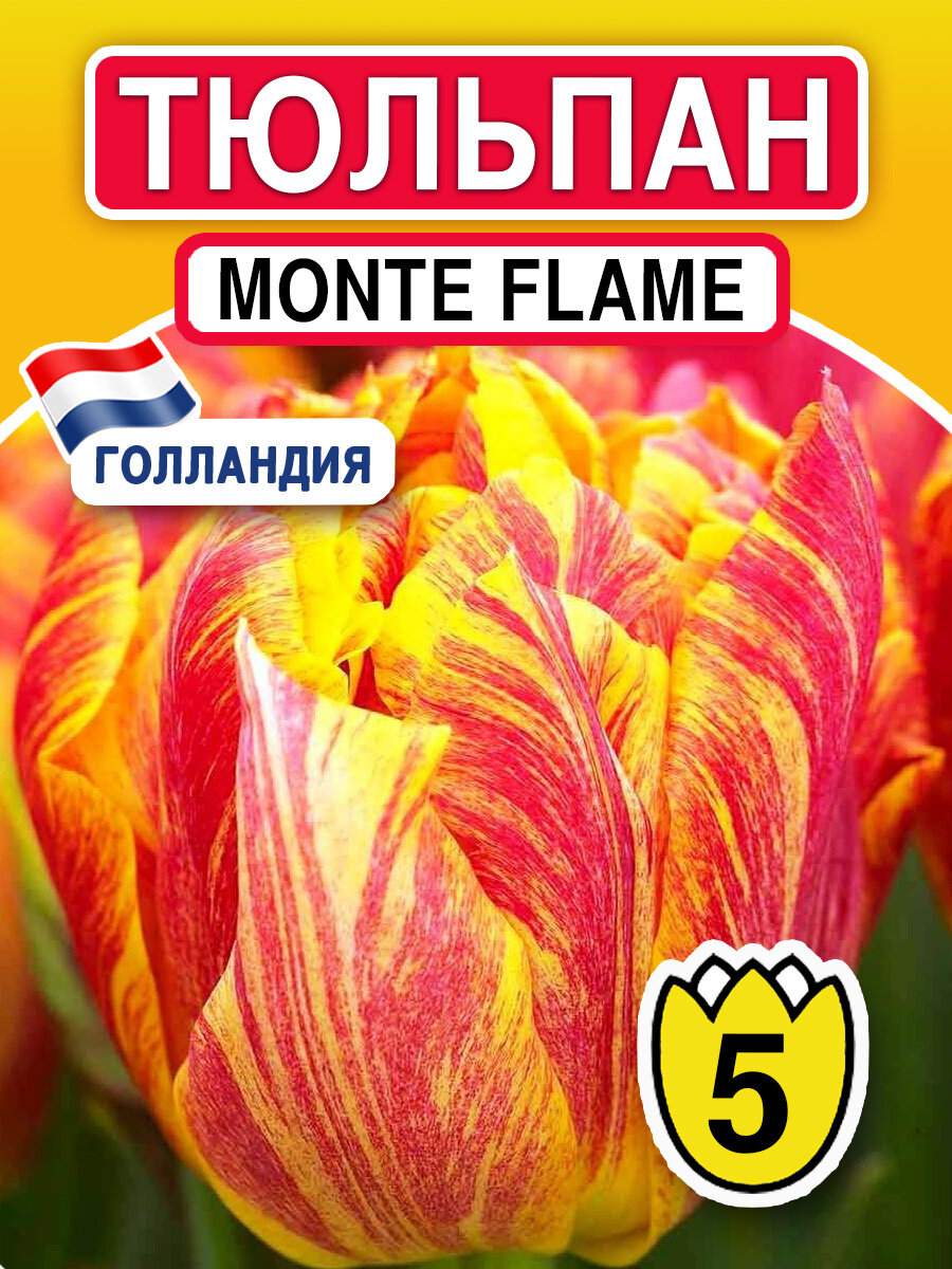 Луковичные цветы Тюльпан Monte Flame 5 шт - фотография № 1