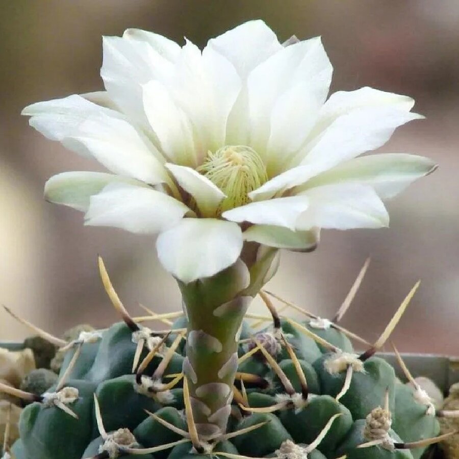 Семена Deodar SEEDS COMPANY Кактус Gymnocalycium schroederianum ssp. paucicostatum LB-960 10 шт.