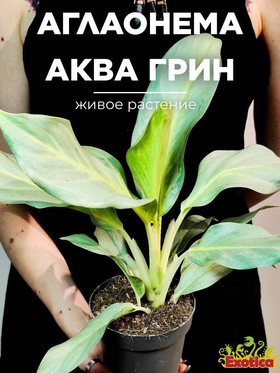 Аглаонема Аква Грин (Aglaonema Aqua Green) D12см живой цветок