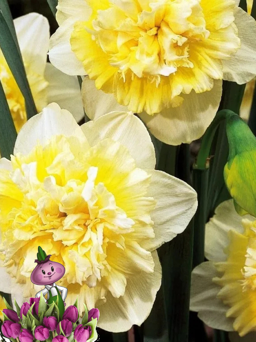 Луковицы цветов Chipollino flowers Нарцисс ICE KING (3 луковицы)