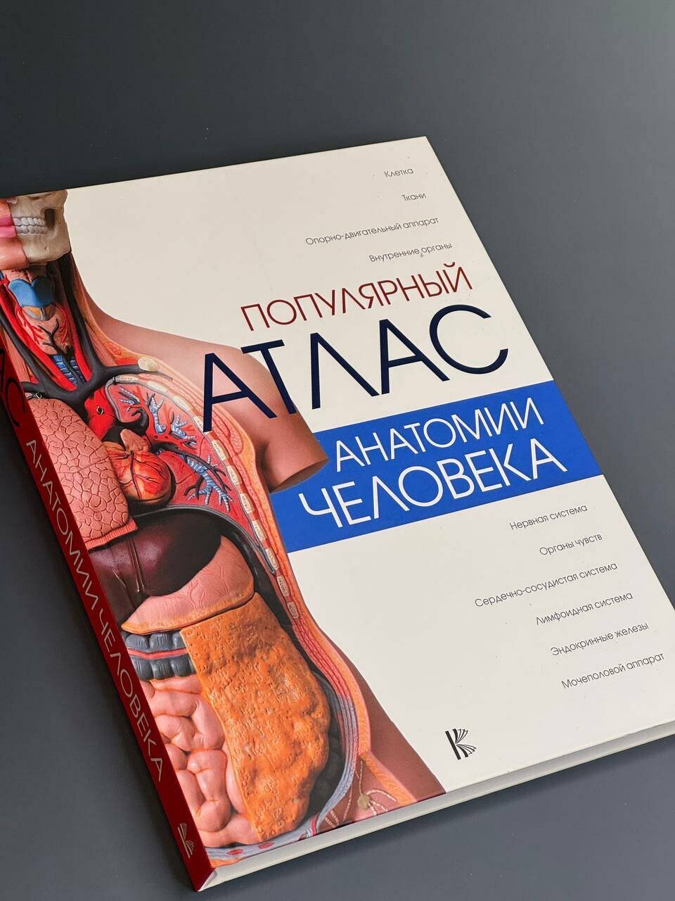 Популярный атлас анатомии человека — фото 1