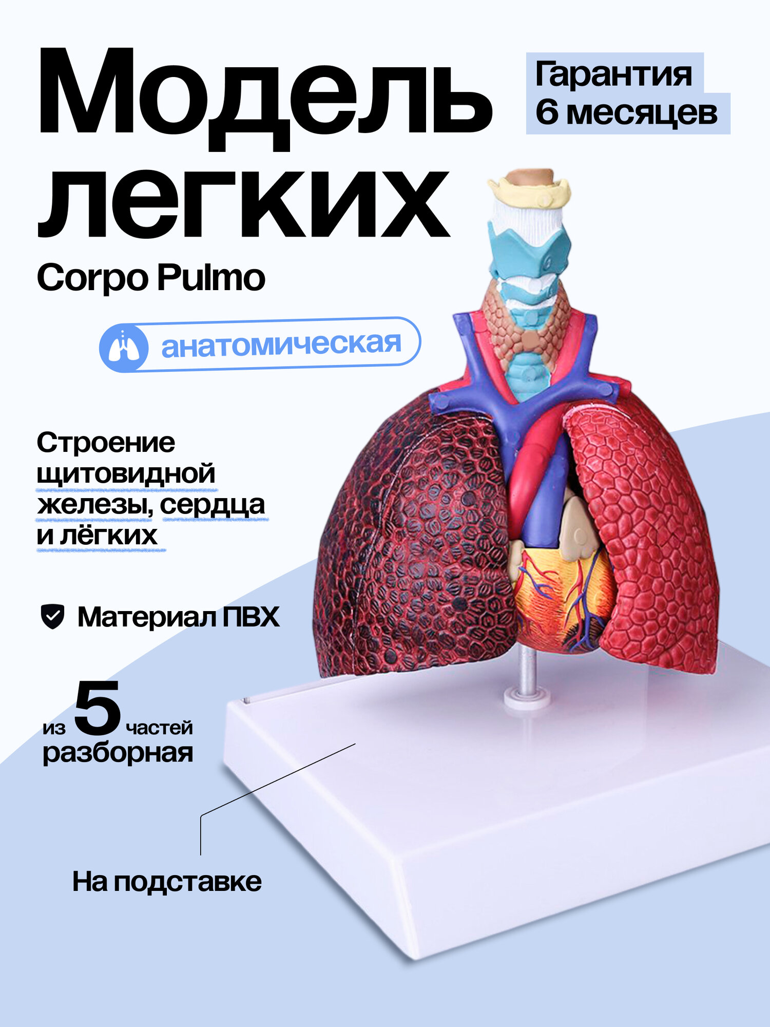 Анатомическая модель легких Corpo Pulmo, разборная, ПВХ, разноцветный, 600г