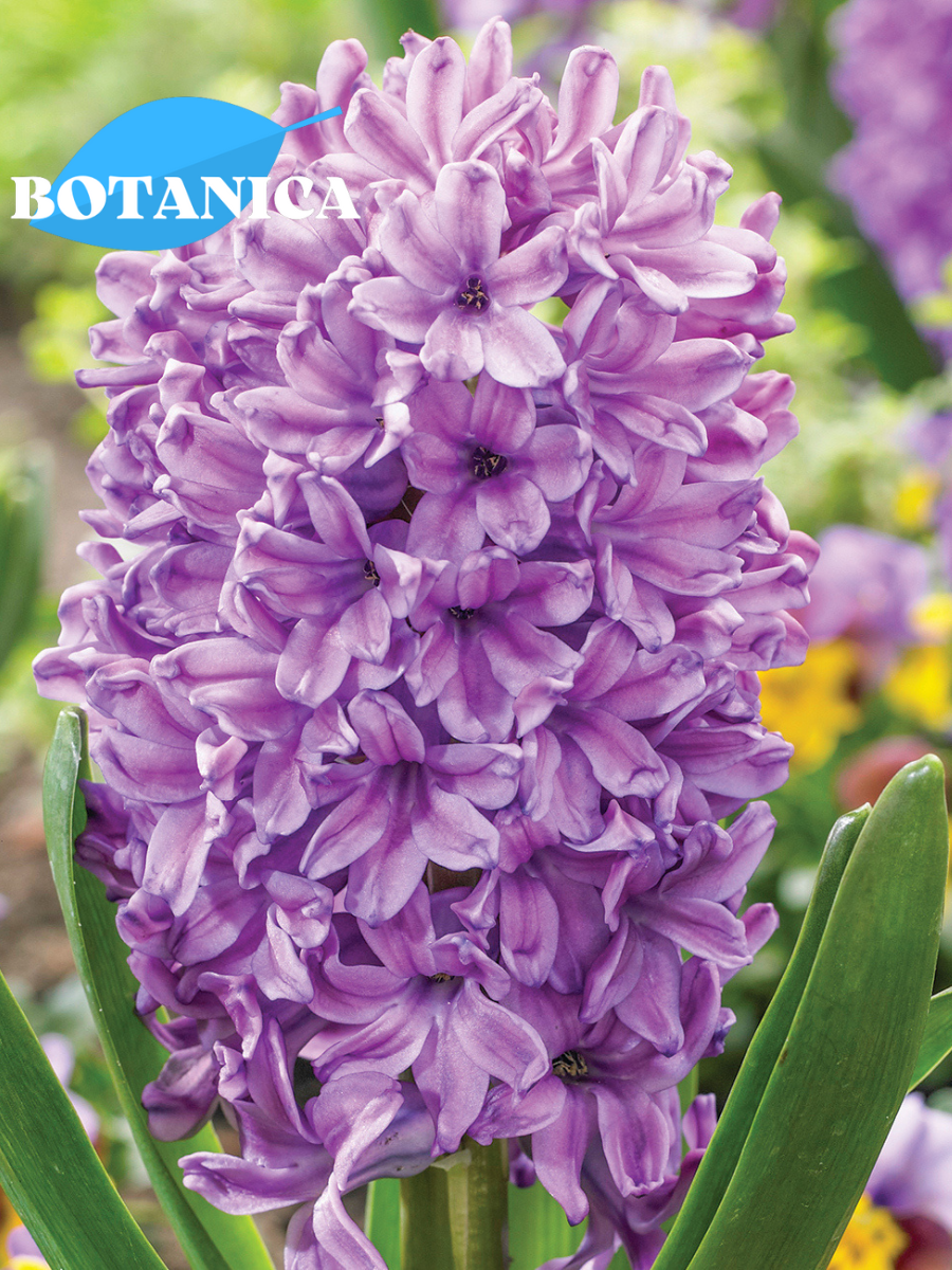 Луковицы цветов botanica garden Гиацинт Перпл Стар (2 штуки)