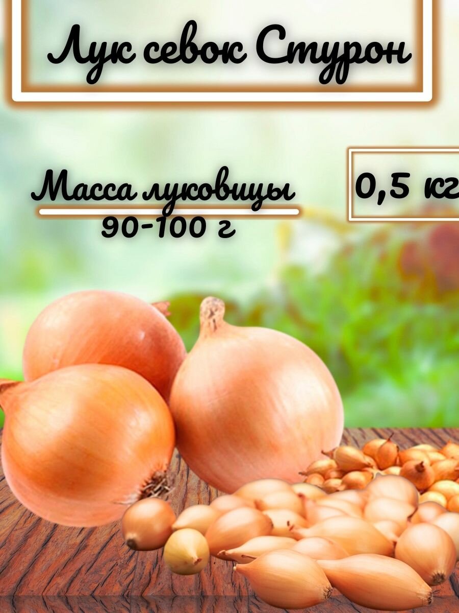 Лук севок сорт Стурон вес 0.5 кг. Подходит для всех регионов можно сажать как на зелень так и на луковицу