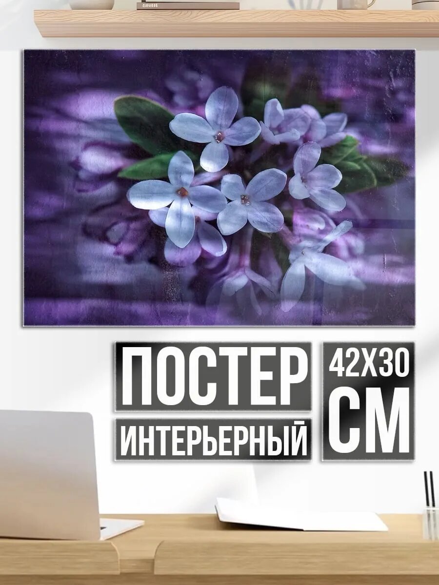 Плакат постер Фиолетовые цветы