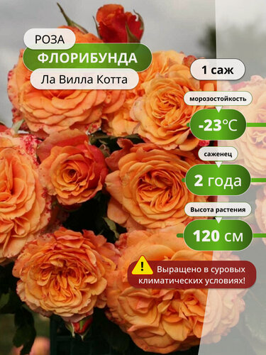 Изображение товара Роза флорибунда Ла Вилла Котта, оранжевая, многолетняя / розы