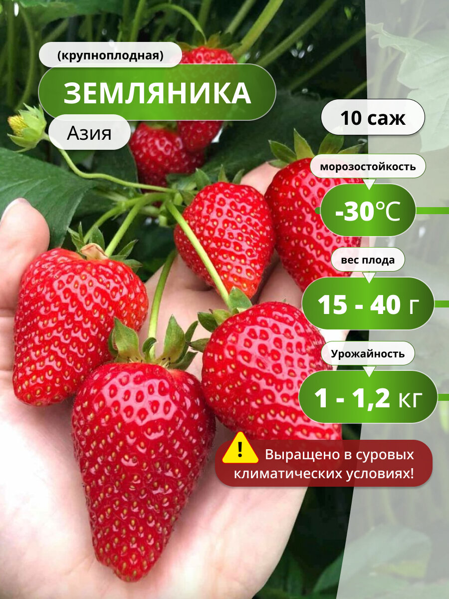 Клубника 