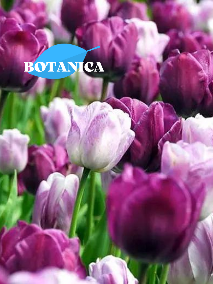 Луковицы цветов botanica garden Тюльпаны Фиолетовый Микс 10 штук