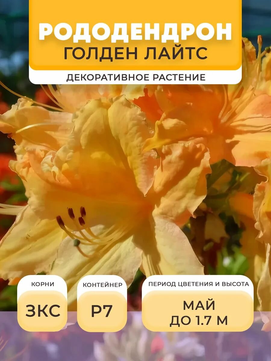 Рододендрон саженец Голден Лайтс в горшке P7 025 л многолетнее | Микроклон